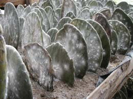 Cochineal on the cacti