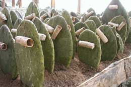 Cochineal Seeding